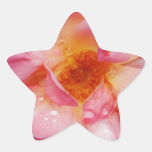 Roze roze met dauwdruppels zwarte achtergrond ster sticker (Voorkant)