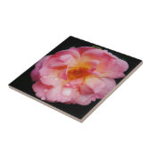 Roze roze met dauwdruppels zwarte achtergrond tegeltje (Zijkant)