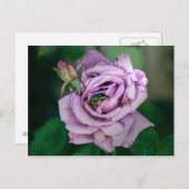 Roze roze met een Groene Beatle Briefkaart (Voorkant / Achterkant)