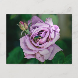 Roze roze met een Groene Beatle Briefkaart