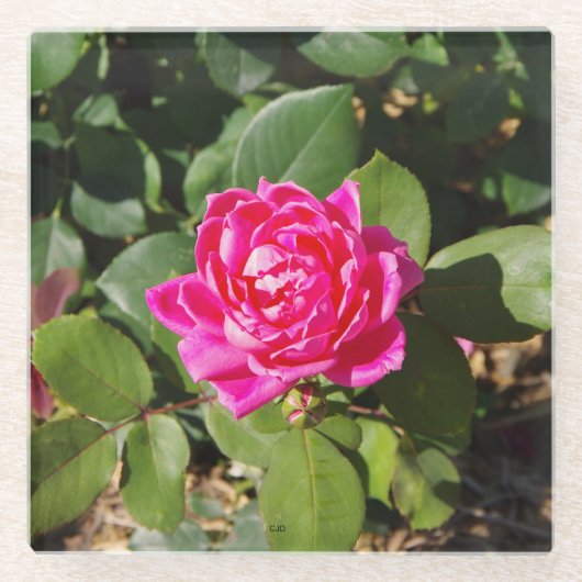 Roze roze onderzetter (Voorkant)