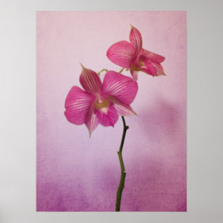 Roze roze orchidee bloesems Poster Afdrukken