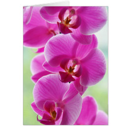 roze roze orchideeën