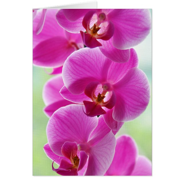 roze roze orchideeën (Voorkant)