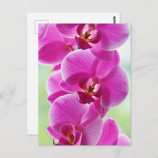 roze roze orchideeën briefkaart (Voorkant / Achterkant)