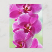 roze roze orchideeën briefkaart (Voorkant)