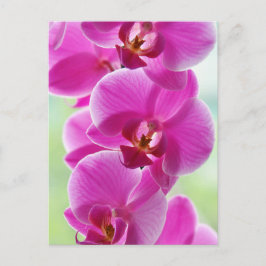 roze roze orchideeën briefkaart