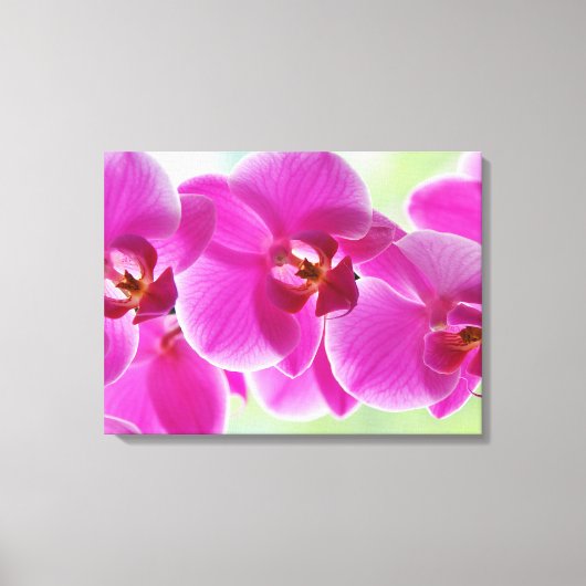 roze roze orchideeën canvas afdruk (Voorkant)