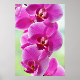 roze roze orchideeën poster