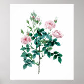 Roze roze poster (Voorkant)