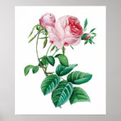 Roze roze poster (Voorkant)