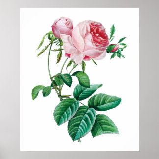 Roze roze poster