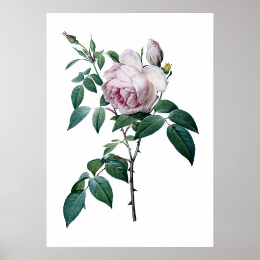 Roze roze poster (Voorkant)
