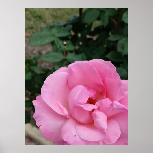 Roze roze poster (Voorkant)