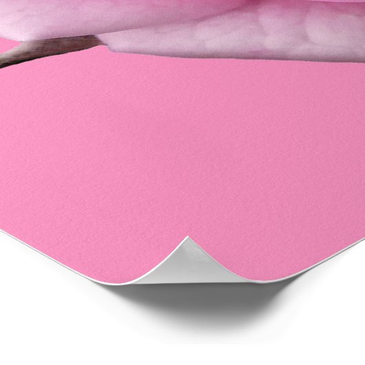 Roze roze Poster Afdrukken Schitterende, langwerpi (Hoek)