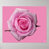Roze roze Poster Afdrukken Schitterende, langwerpi (Voorkant)