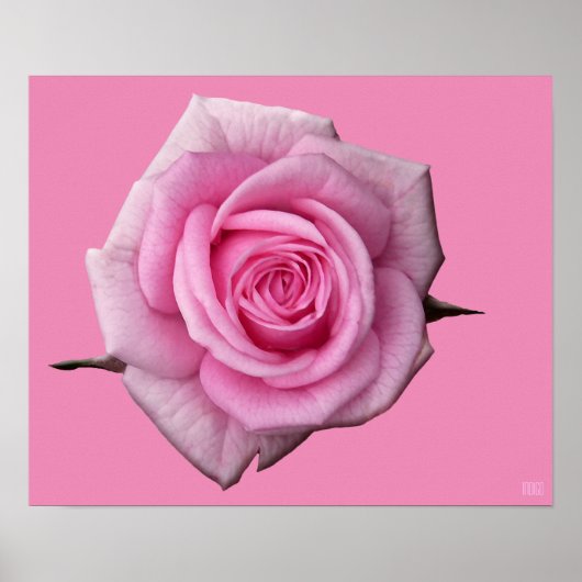 Roze roze Poster Afdrukken Schitterende, langwerpi (Voorkant)