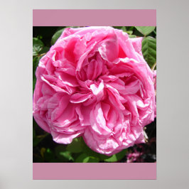 Roze roze Poster voor vuilnisbak
