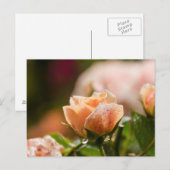 Roze roze postkaart (Voorkant / Achterkant)