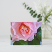 Roze roze roodbloesems Vredesliefdeswatervallen Briefkaart (Staand voorkant)