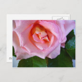 Roze roze roodbloesems Vredesliefdeswatervallen Briefkaart (Voorkant / Achterkant)