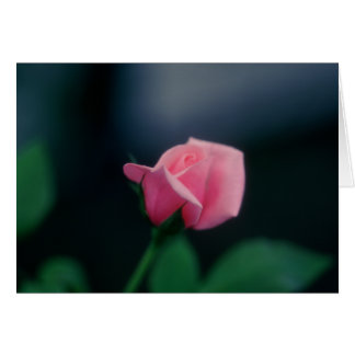 roze roze roos
