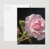 roze roze roos briefkaart (Voorkant / Achterkant)