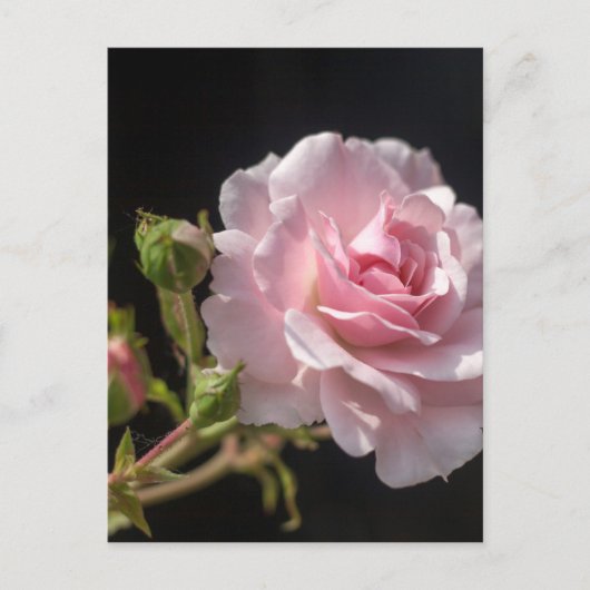 roze roze roos briefkaart (Voorkant)