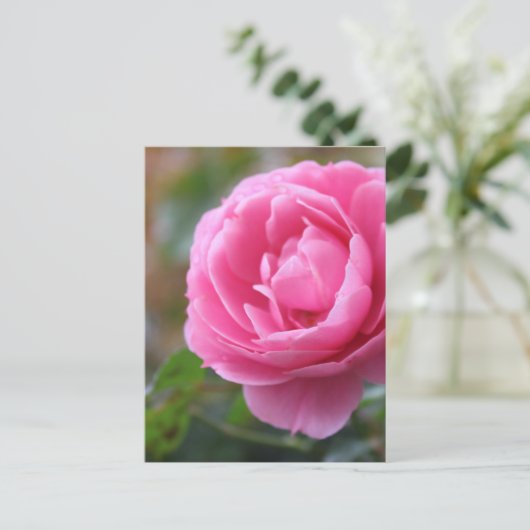 roze roze roos briefkaart (Staand voorkant)