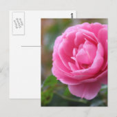 roze roze roos briefkaart (Voorkant / Achterkant)