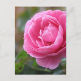 roze roze roos briefkaart