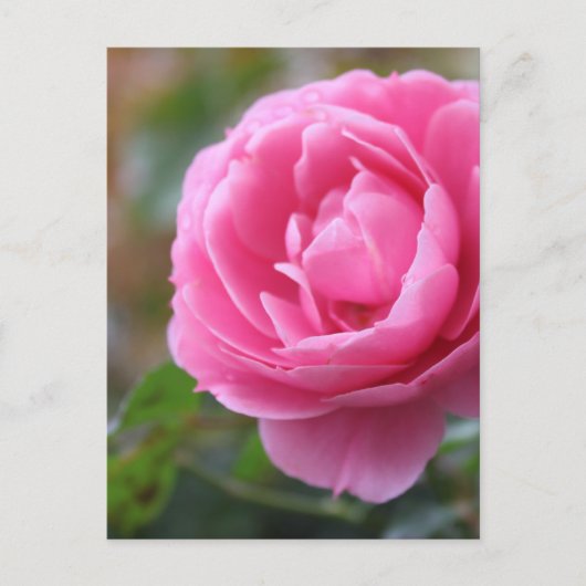 roze roze roos briefkaart (Voorkant)
