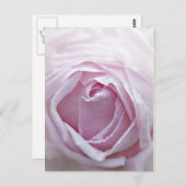 Roze roze roos briefkaart (Voorkant / Achterkant)