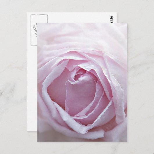 Roze roze roos briefkaart (Voorkant / Achterkant)