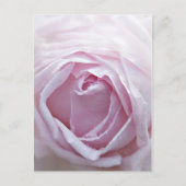 Roze roze roos briefkaart (Voorkant)