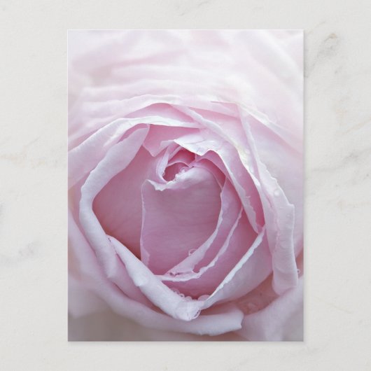 Roze roze roos briefkaart (Voorkant)