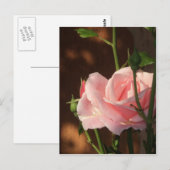 roze roze roos in de namiddag briefkaart (Voorkant / Achterkant)