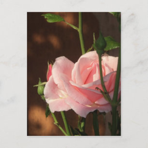roze roze roos in de namiddag briefkaart