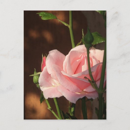 roze roze roos in de namiddag briefkaart (Voorkant)
