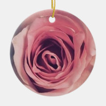 Roze roze roos