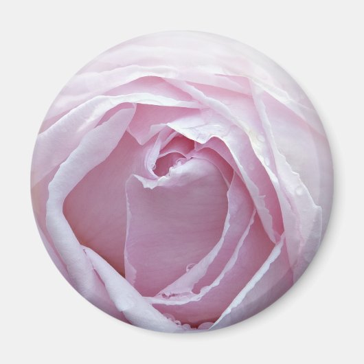 Roze roze roos magneet (Voorkant)