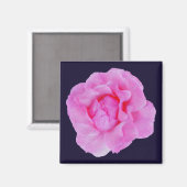 roze roze roos magneet (Voorkant / Achterkant)