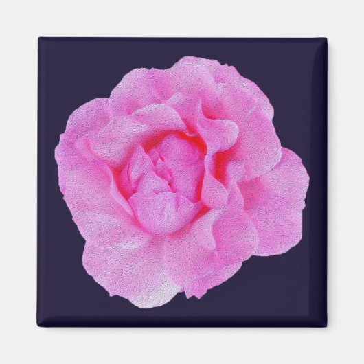 roze roze roos magneet (Voorkant)