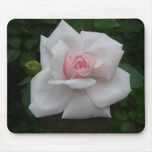 Roze roze roos muismat (Voorkant)