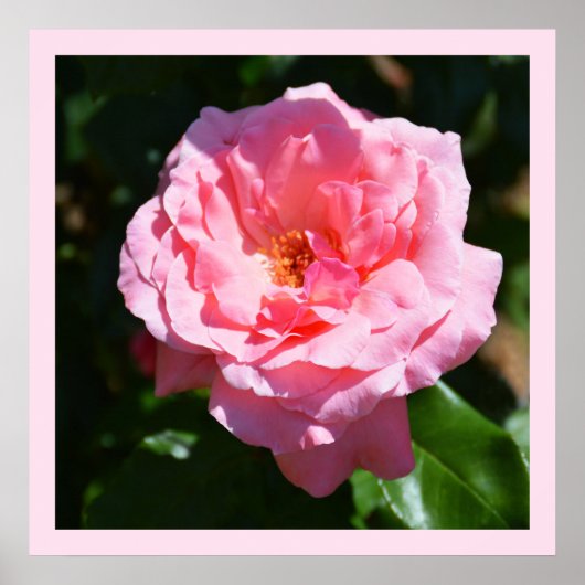 roze roze roos poster (Voorkant)