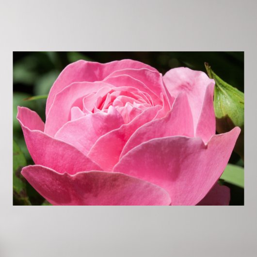 Roze roze roos poster (Voorkant)