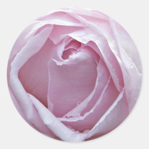 Roze roze roos ronde sticker