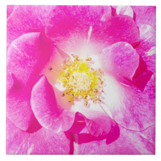 Roze roze roos tegeltje (Voorkant)