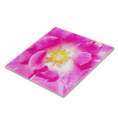 Roze roze roos tegeltje (Zijkant)