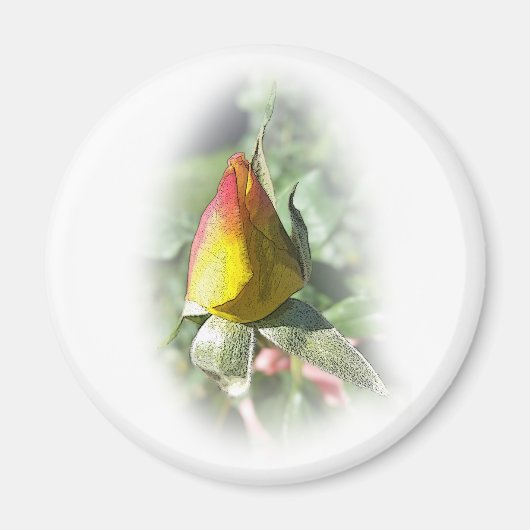 roze roze rosebud magneet (Voorkant)